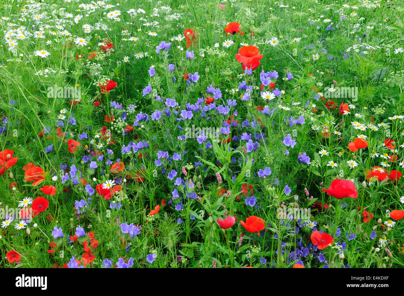 Piantato il prato di fiori selvaggi Carmarthenshire Galles Foto Stock