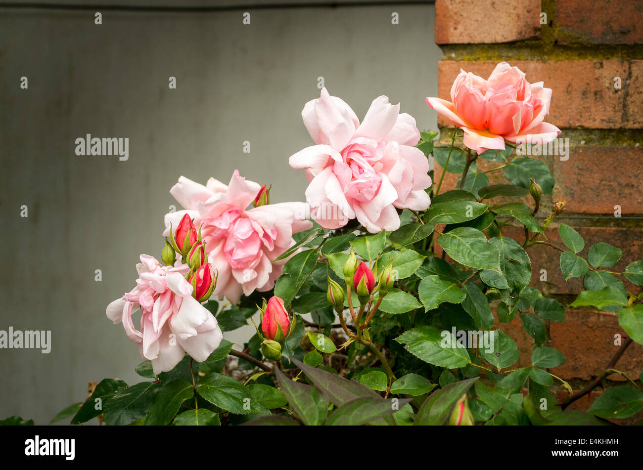 Cluster di Albertine roses mostrando boccioli e fiori aperti Foto Stock