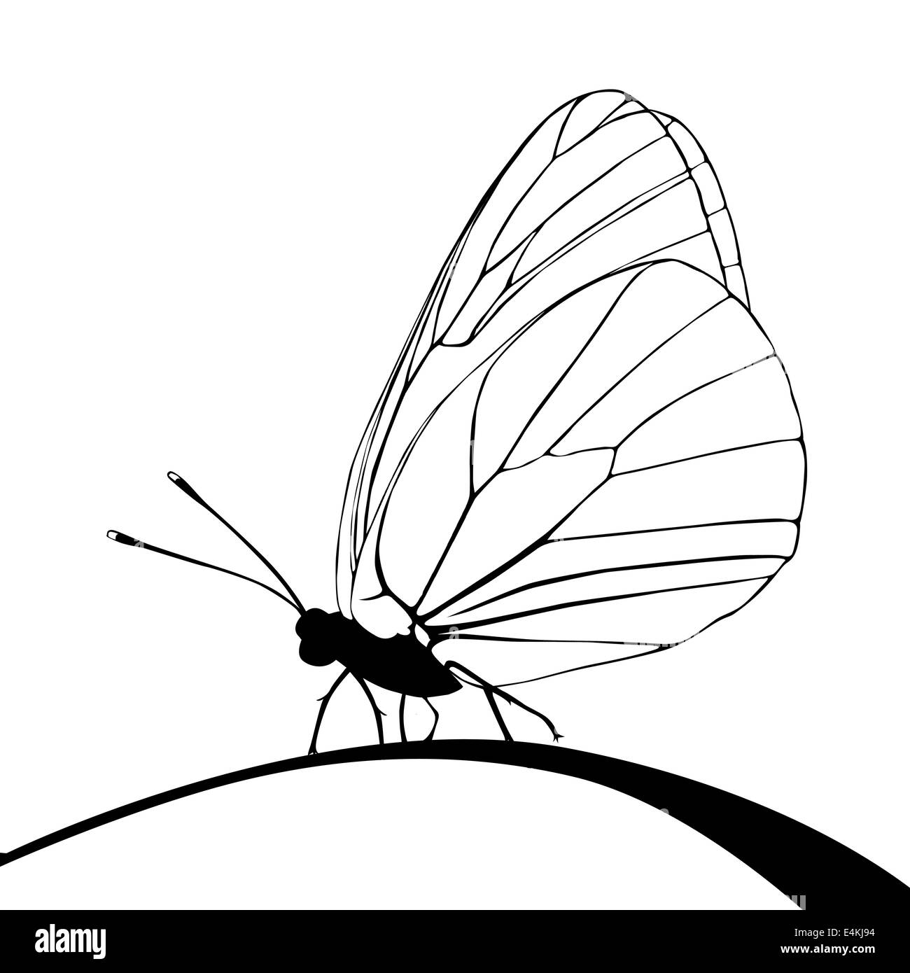 Silhouette butterfly su sfondo bianco Foto Stock