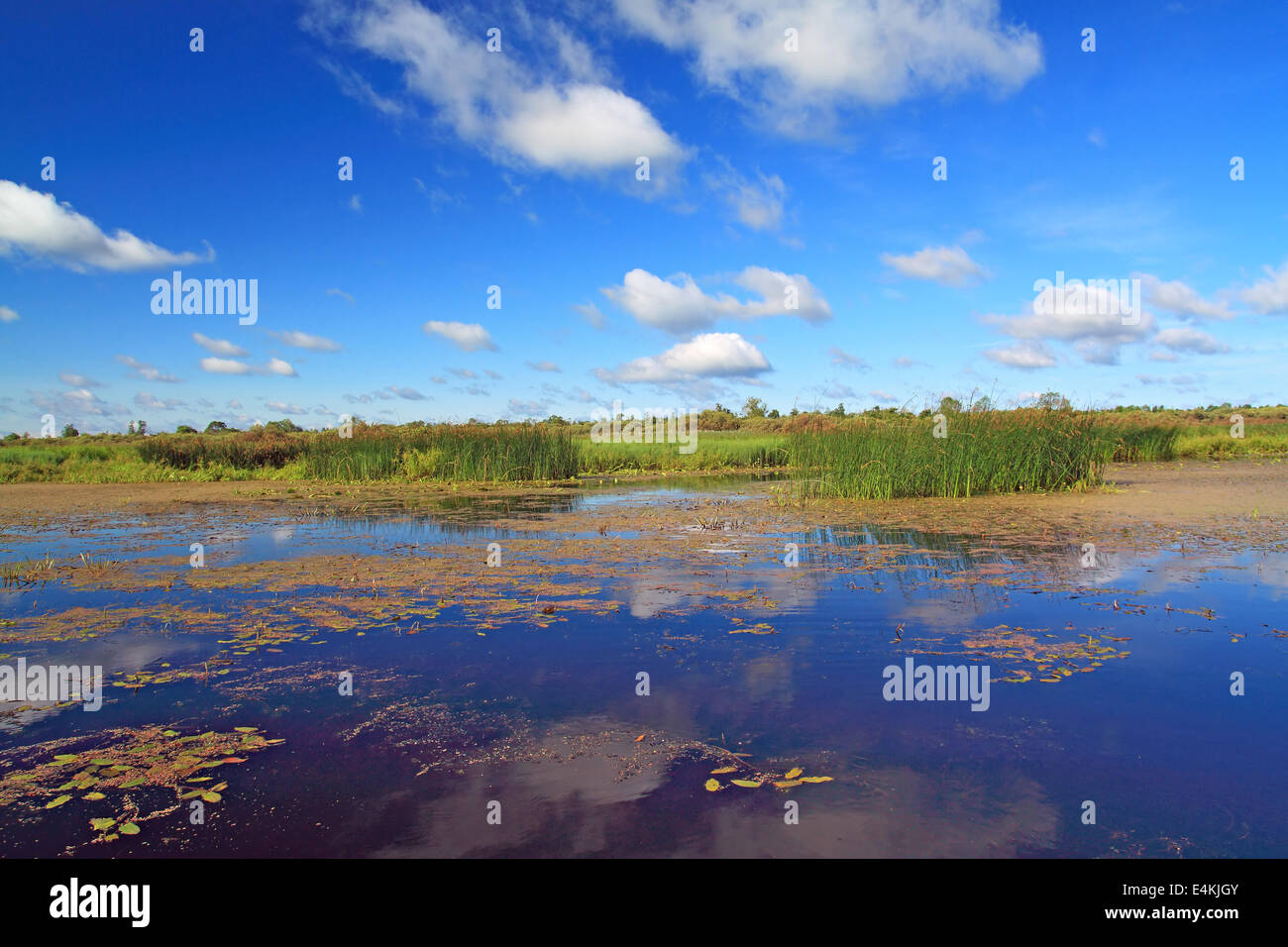 Estate marsh sotto il cielo nuvoloso Foto Stock