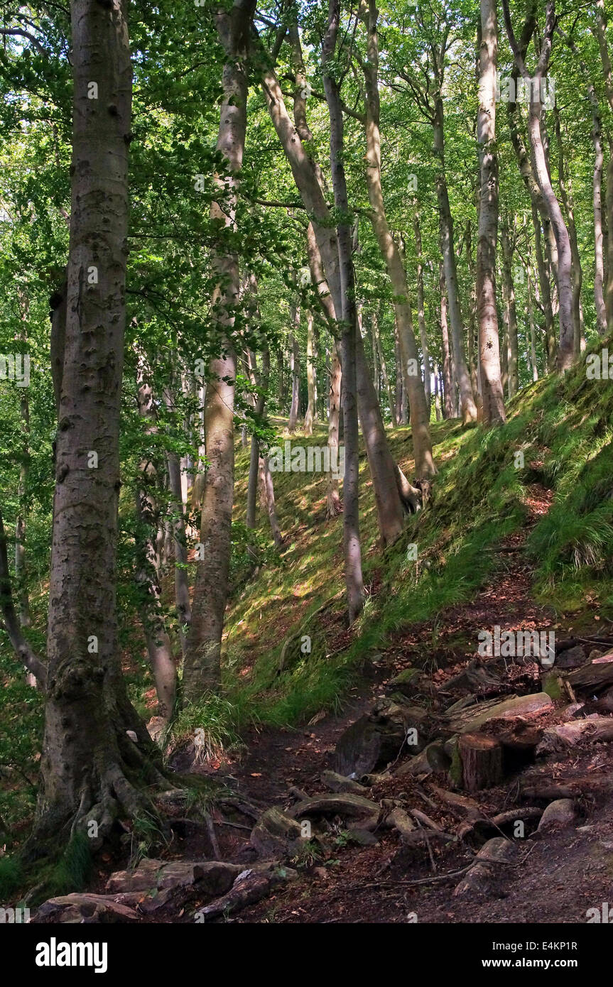 Foresta di latifoglie Foto Stock