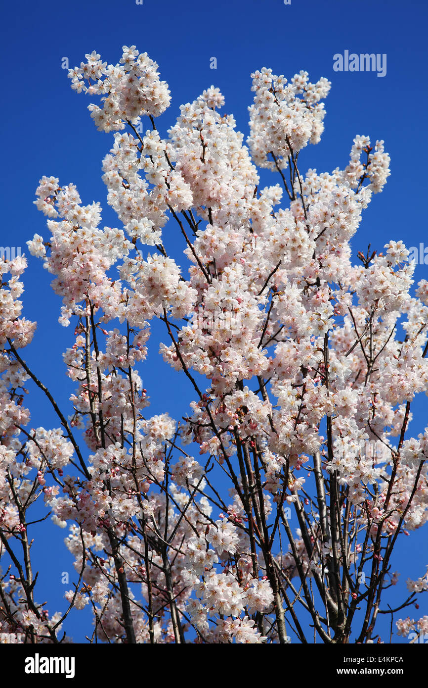 Rosa fiori di ciliegio in primavera con un cielo azzurro sullo sfondo Foto Stock