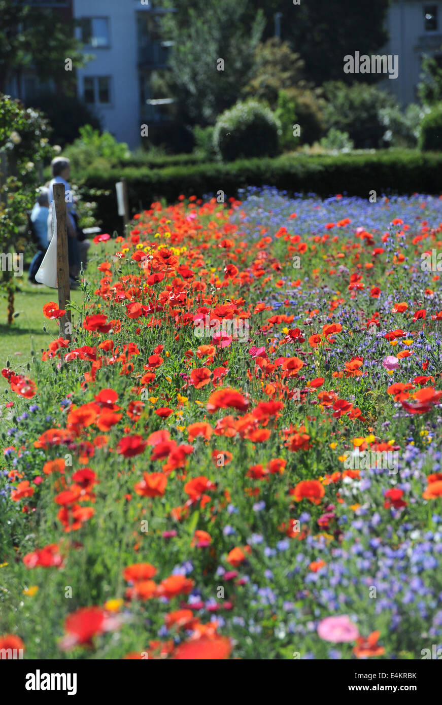Brighton, Sussex, Regno Unito. 14 Luglio, 2014. Persone godere della calda estate meteo e il selvaggio fiore Prato a Preston Park Brighton che è stato piantato sulla vecchia di bocce per contribuire a incoraggiare gli insetti e fauna selvatica Credito: Simon Dack/Alamy Live News Foto Stock