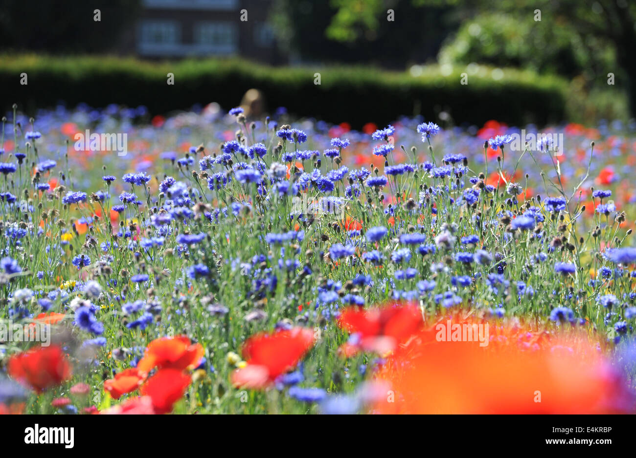 Brighton, Sussex, Regno Unito. 14 Luglio, 2014. Fiore selvatico Prato a Preston Park Brighton che è stato piantato sulla vecchia di bocce per contribuire a incoraggiare gli insetti e fauna selvatica Credito: Simon Dack/Alamy Live News Foto Stock