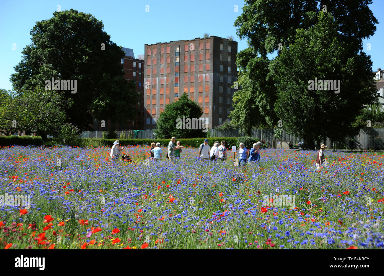 Brighton, Sussex, Regno Unito. 14 Luglio, 2014. Persone godere della calda estate meteo e il selvaggio fiore Prato a Preston Park Brighton che è stato piantato sulla vecchia di bocce per contribuire a incoraggiare gli insetti e fauna selvatica in totale contrasto un ufficio vuoto blocco abbandonati sorge nella città Credito: Simon Dack/Alamy Live News Foto Stock