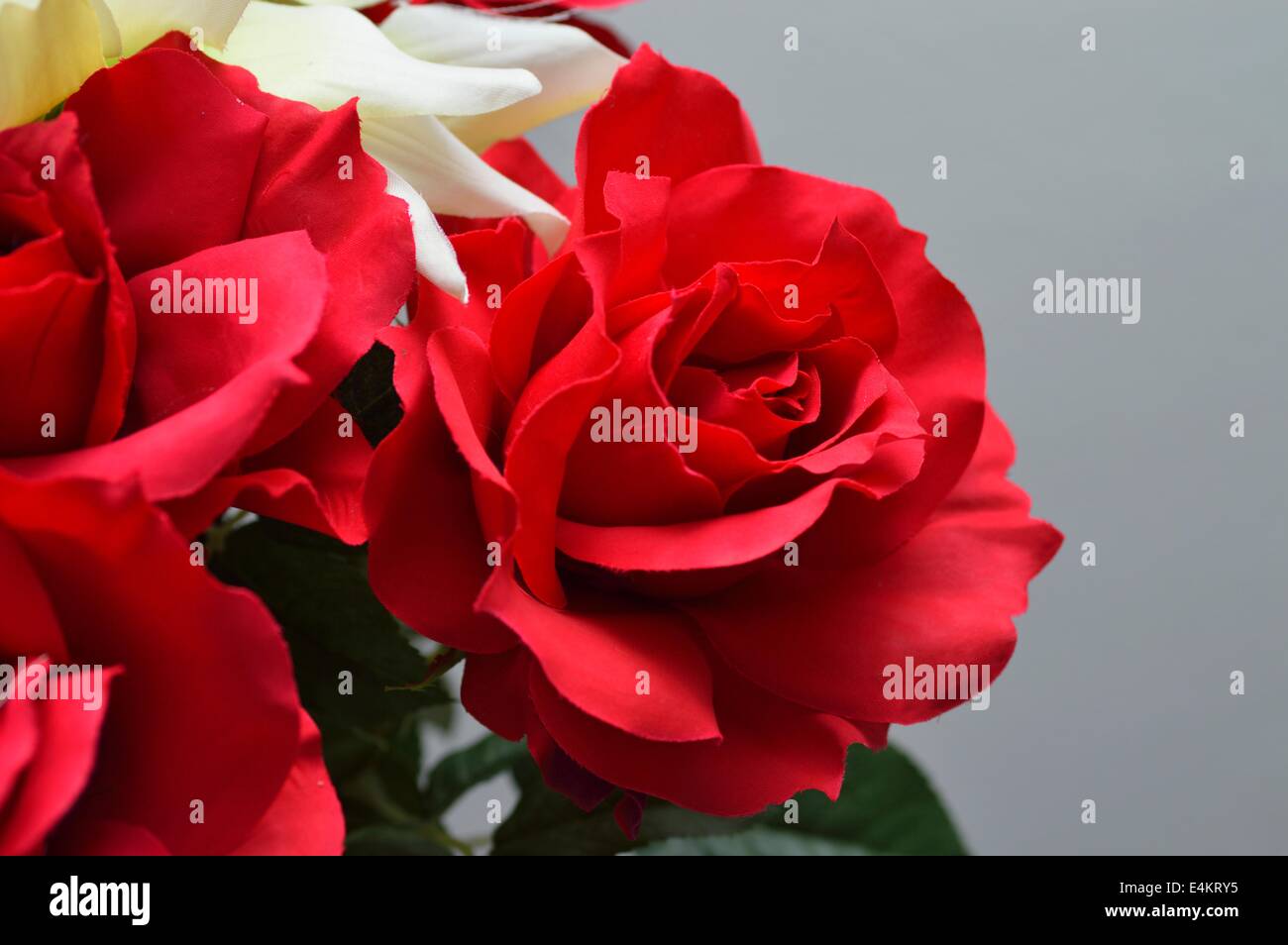 Rose finte immagini e fotografie stock ad alta risoluzione - Alamy