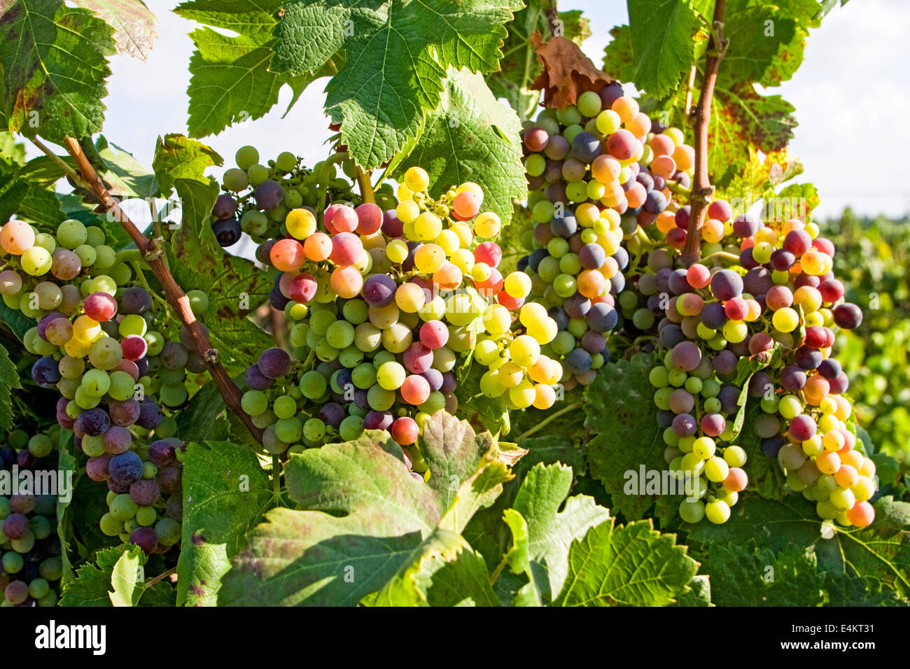 Un cluster di maturazione delle uve su un vitigno Foto Stock