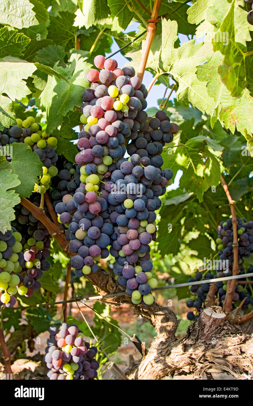 Un cluster di maturazione delle uve su un vitigno Foto Stock