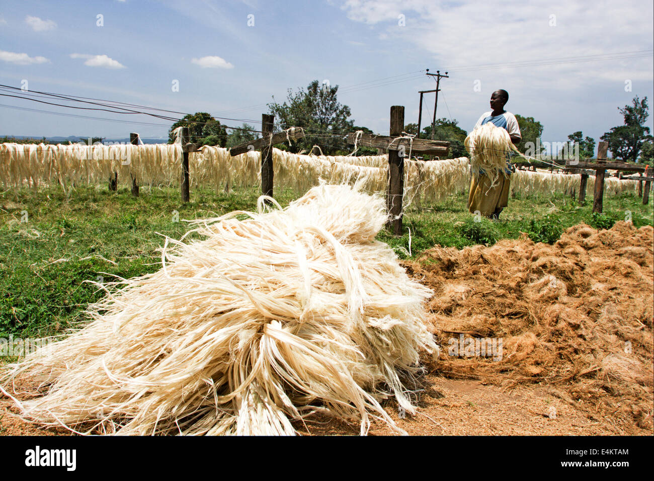 Sisal (agave sisalana) essiccamento. Questa fibra è utilizzata per la fabbricazione di una fune. Fotografato in Kenya Foto Stock