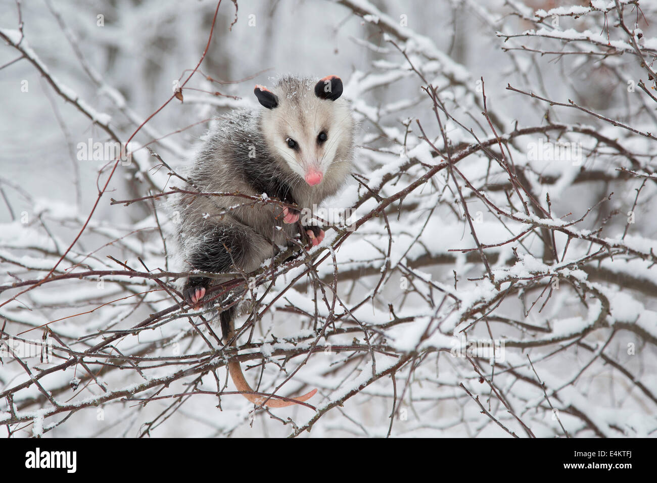 Un Virginia opossum (Didelphis virginiana) salendo sui rami con neve, Cuyahoga Valley National Park, Ohio, Stati Uniti d'America. Foto Stock