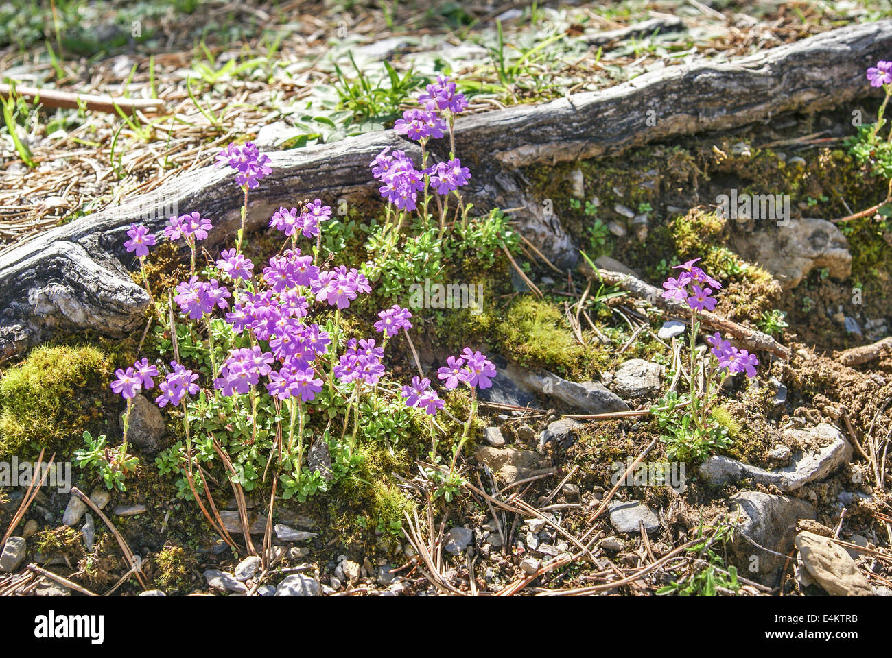 Fioritura di fiori selvaggi. Fotografato nei Pirenei Spagna Foto Stock