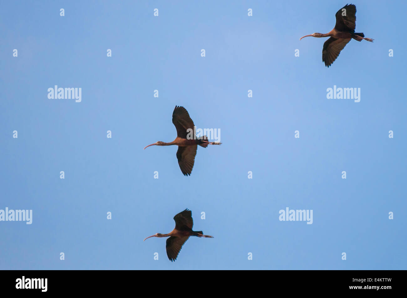 Tre ibis lucido (Plegadis falcinellus) in volo cielo blu sullo sfondo. Fotografato in Israele nel novembre Foto Stock