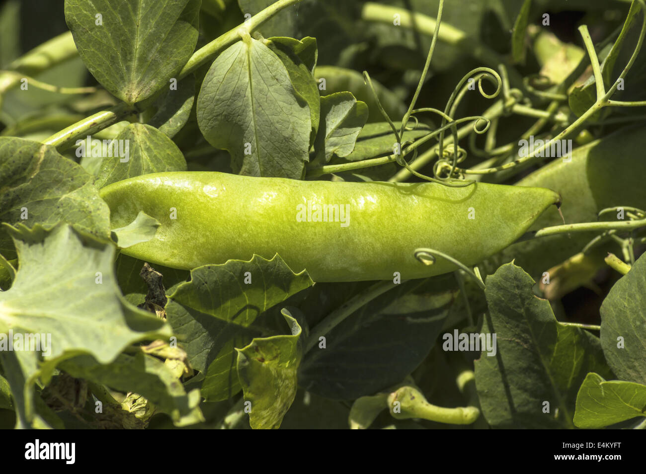 Close up piselli verdi in giardino. Foto Stock