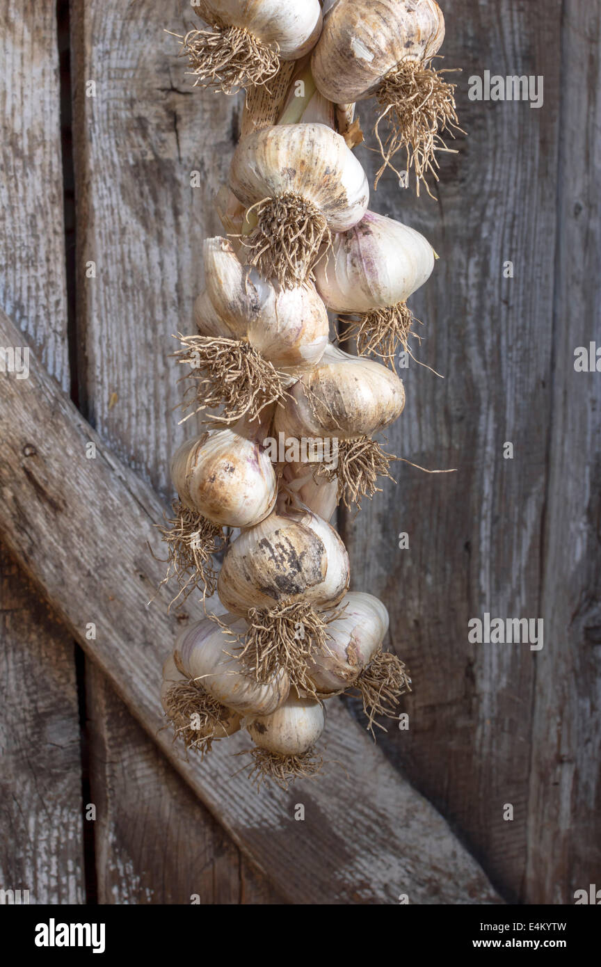 Un mazzetto di aglio organico appeso su un rustico di parete in legno. Foto Stock