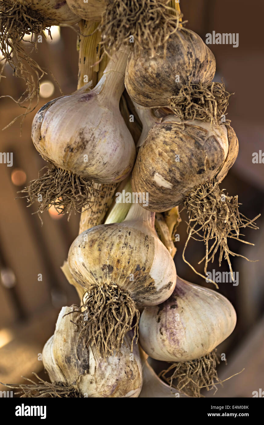 Garlics organico appeso in un luogo di mercato. Soft focus Foto Stock