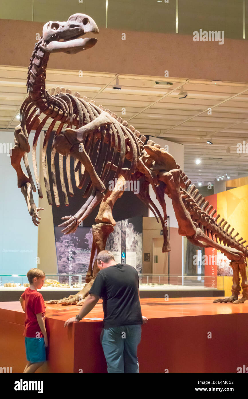 Brisbane Australia,Queensland South Brisbane,Centro Culturale,centro,Queensland Museum & and ScienceCenter,animali,scheletri,mostra collecti Foto Stock