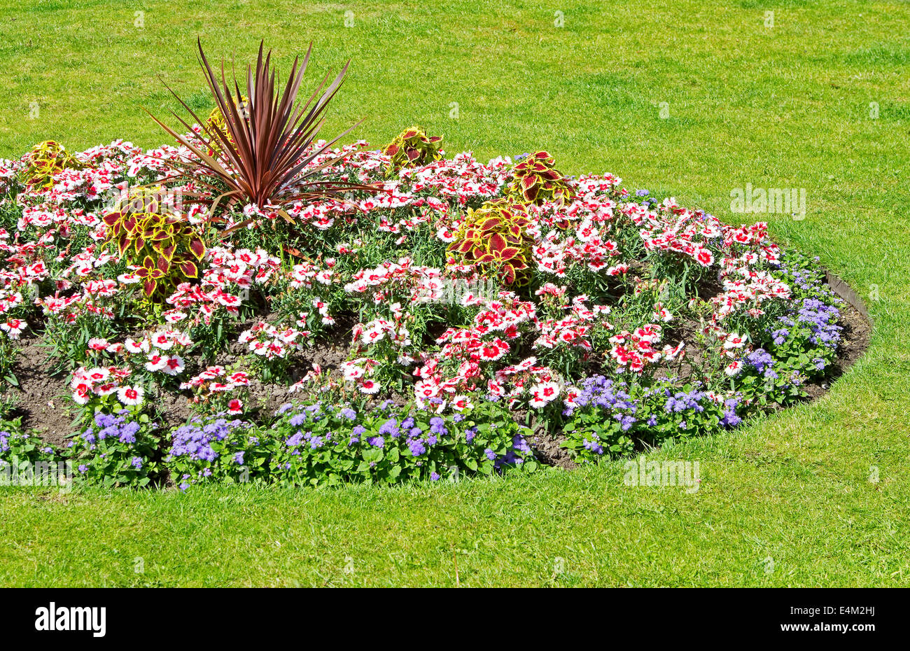 Fiore ornamentale bed in giardini Foto Stock