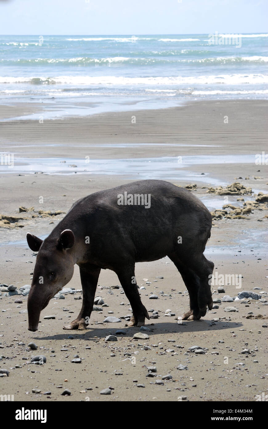 Baird tapiro del foraggio sulla spiaggia presso il Parco Nazionale di Corcovado, Costa Rica Foto Stock