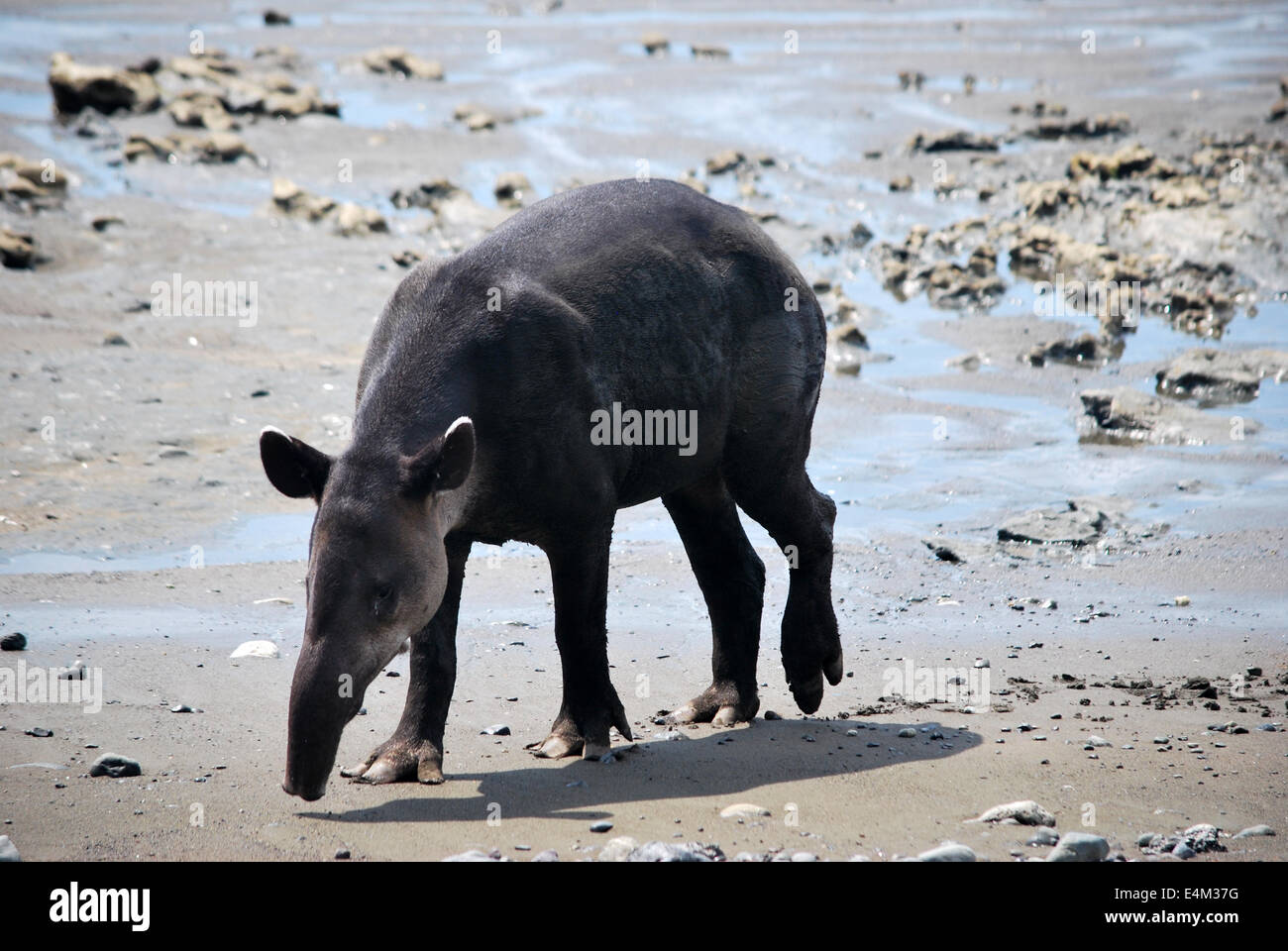 Baird tapiro del foraggio sulla spiaggia presso il Parco Nazionale di Corcovado, Costa Rica Foto Stock
