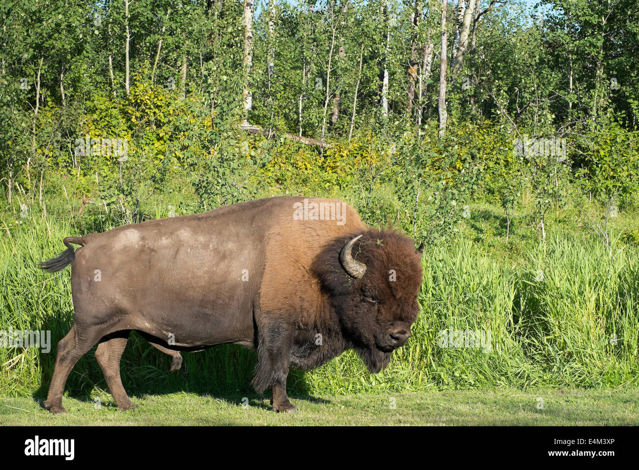 Un maschio adulto Woodland Bison alimentando in Elk Island Park, Orientale Alberta Canada. Foto Stock