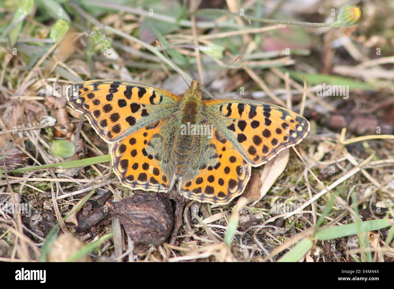 Close-up di una regina di Spagna Fritillary butterfly (Issoria lathonia) Foto Stock