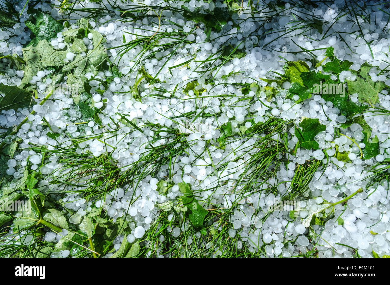 La grandine le sfere di ghiaccio in erba dopo una pioggia pesante Foto Stock