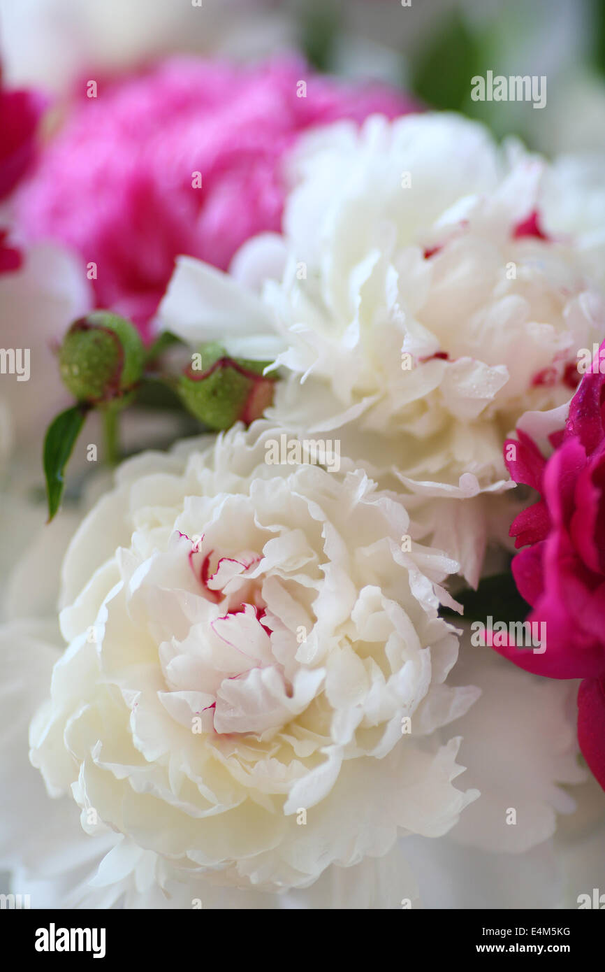 Freschi fiori peonia closeup Foto Stock