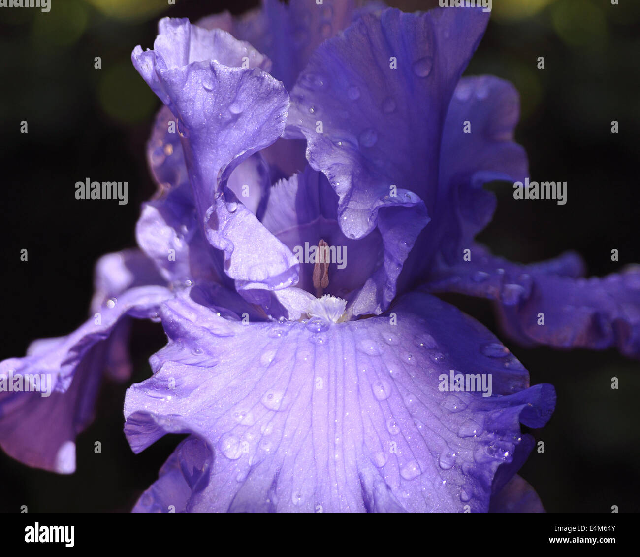 Mattina la luce del sole che splende su di un colore blu porpora iris coperto di goccioline di acqua Foto Stock