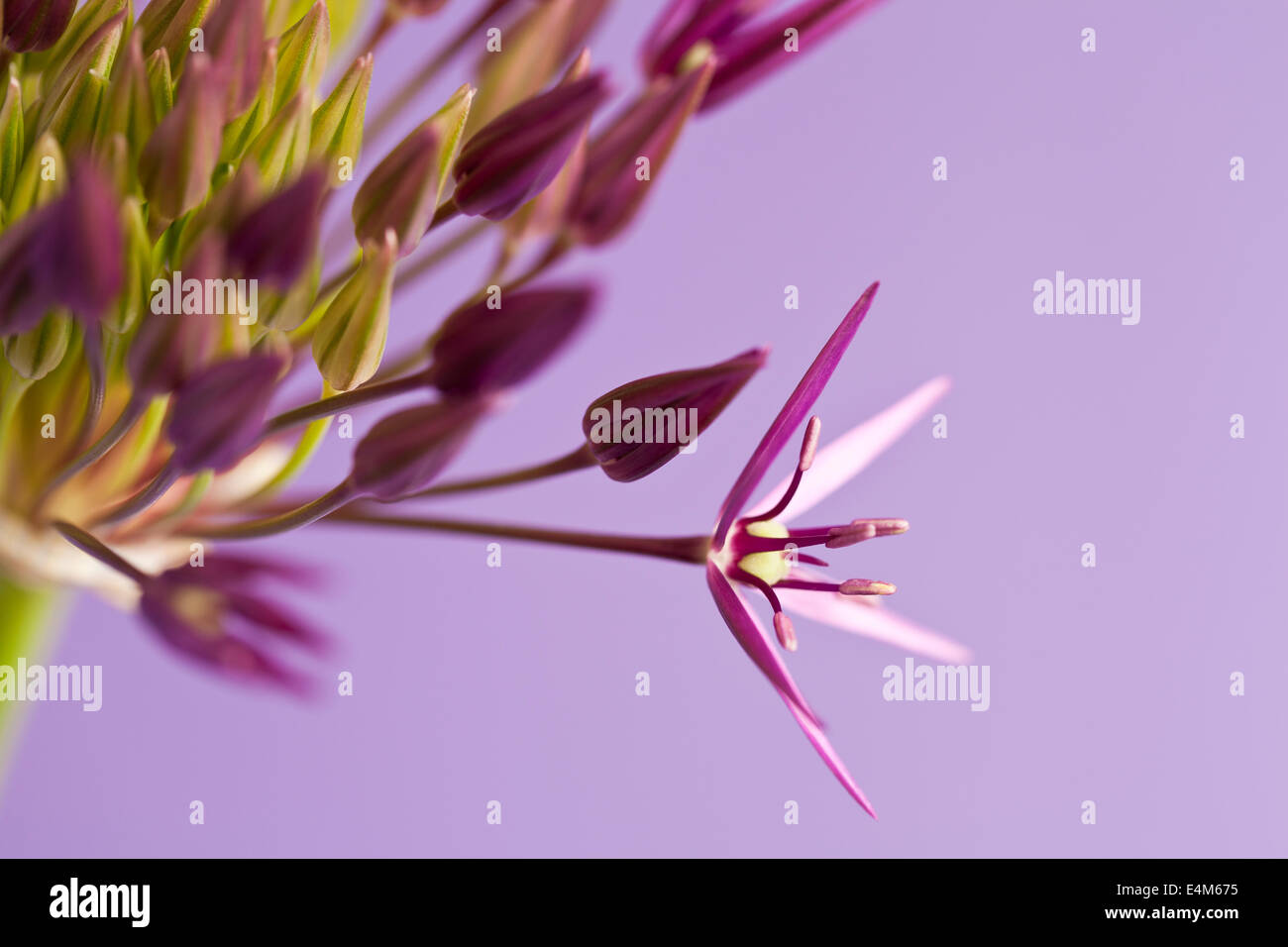 Allium testa di fiori Foto Stock