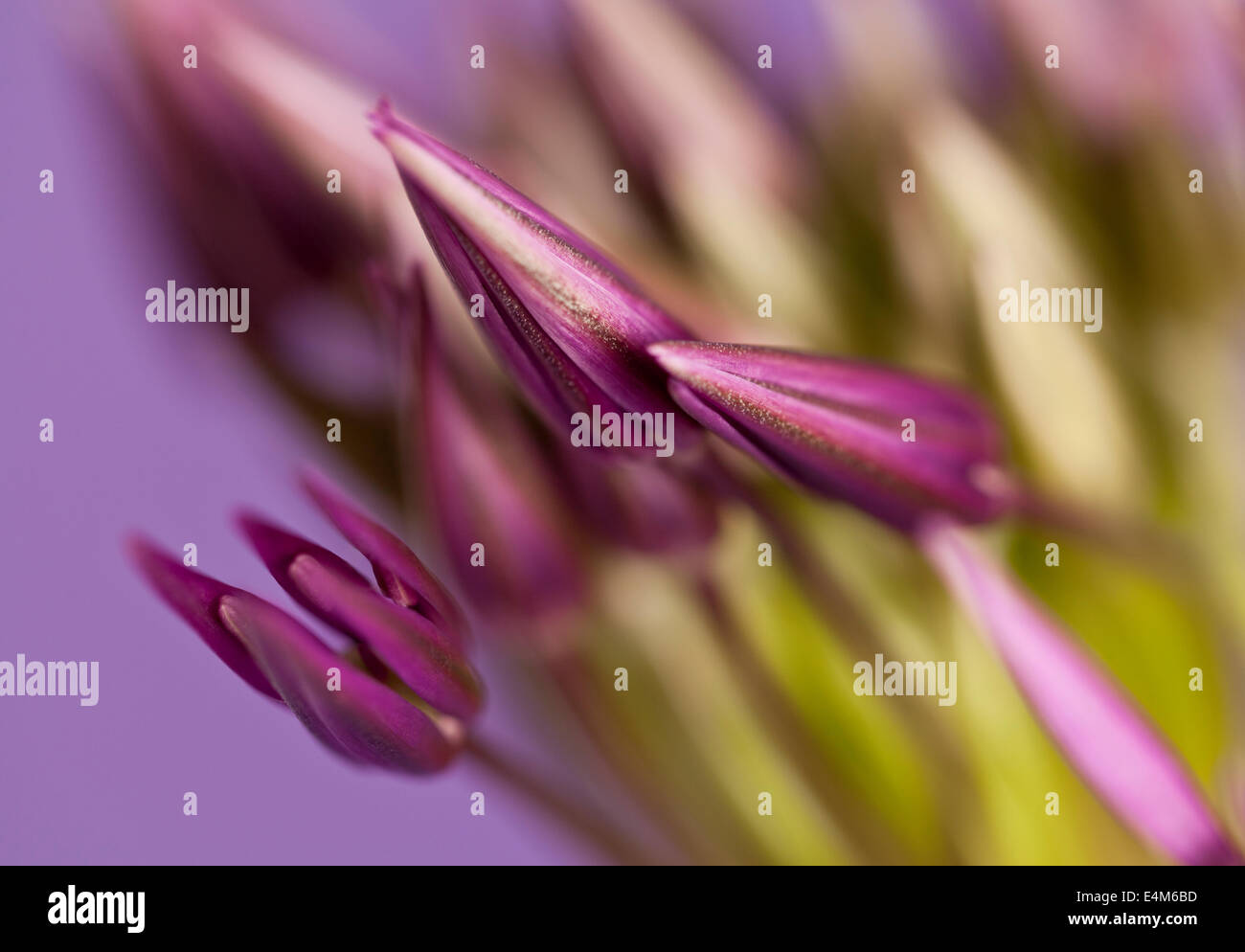 Le gemme di un Allium testa di fiori Foto Stock