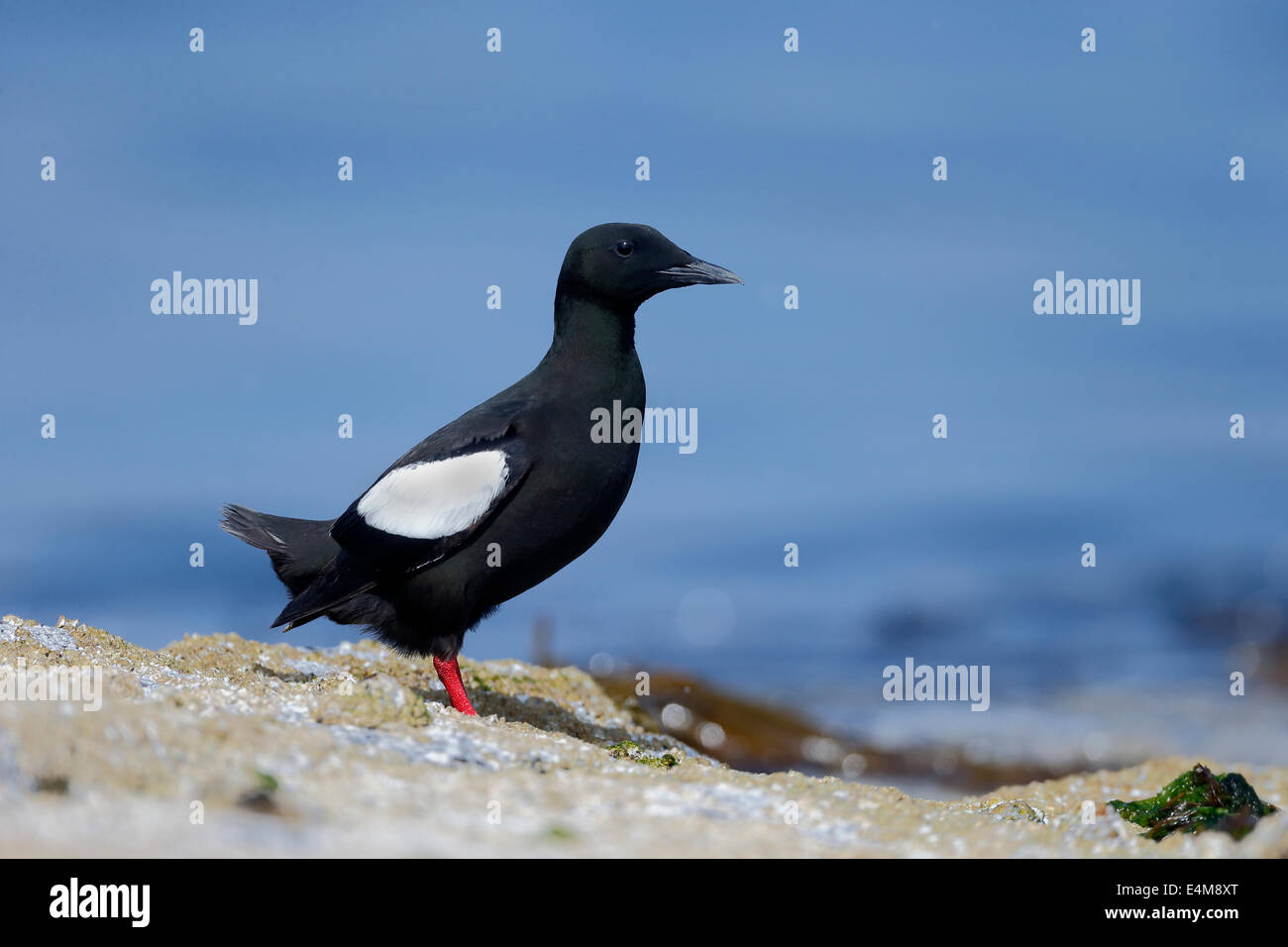 Black guillemot, Cepphus grylle, singolo uccello sulla roccia. Isole Orcadi, Giugno 2014 Foto Stock