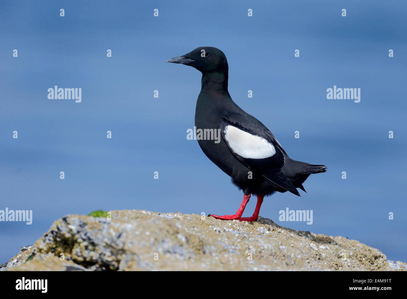 Black guillemot, Cepphus grylle, singolo uccello sulla roccia. Isole Orcadi, Giugno 2014 Foto Stock