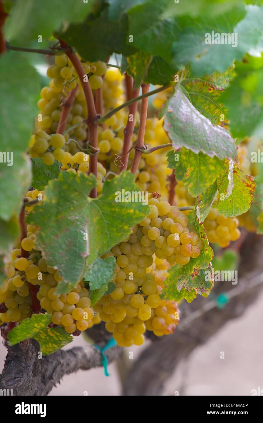 Verdi maturi chardonnay uva sulla vite di Sonoma e di Napa California Foto Stock