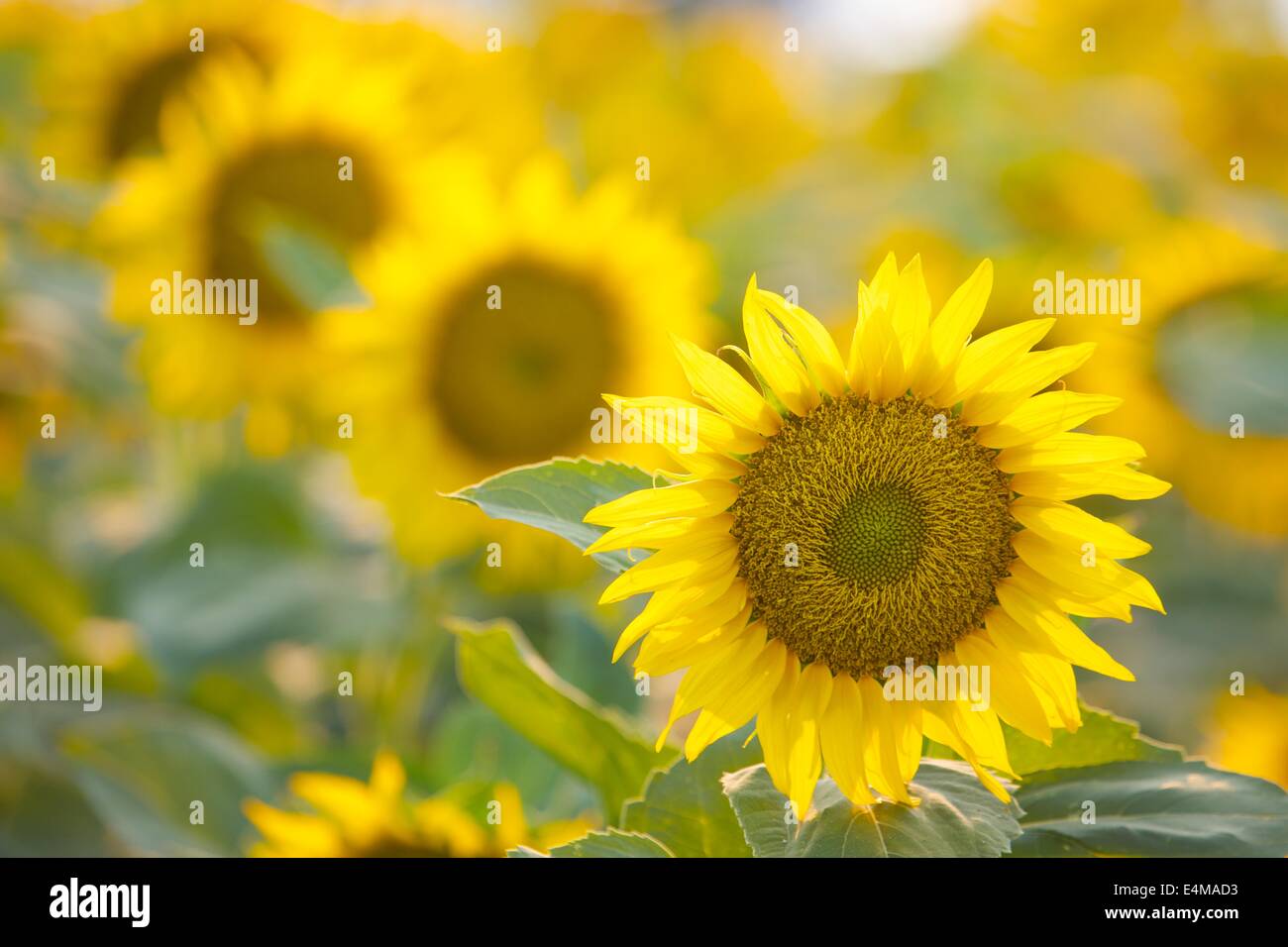 I campi di girasole in fiore nei pressi di bosco in Yolo County, California. Foto Stock