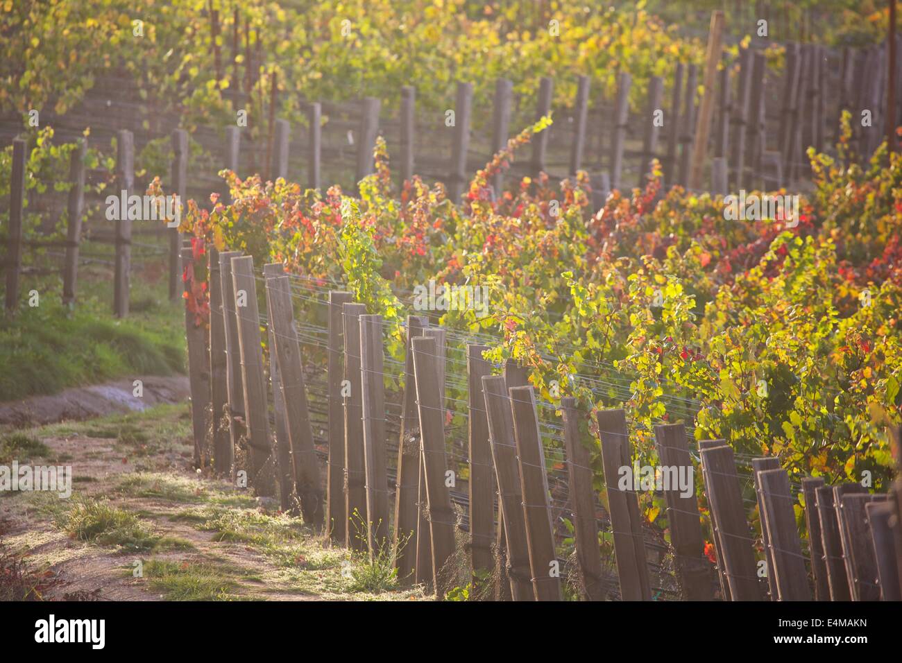 Autunno nel paese del vino di Napa Valley e Sonoma County, California Foto Stock
