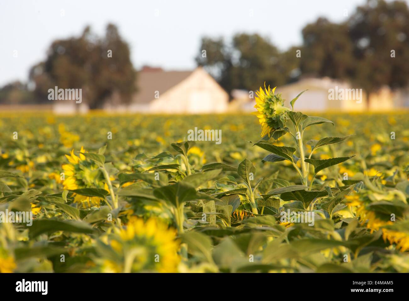 I campi di girasole in fiore nei pressi di bosco in Yolo County, California. Foto Stock