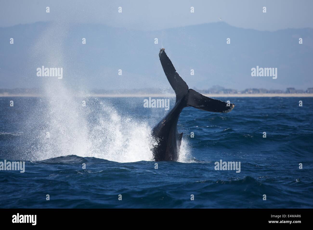 Un Humpback Whale violazioni in Monterey Bay off Moss Landing Harbour, vicino Monterey, California Foto Stock