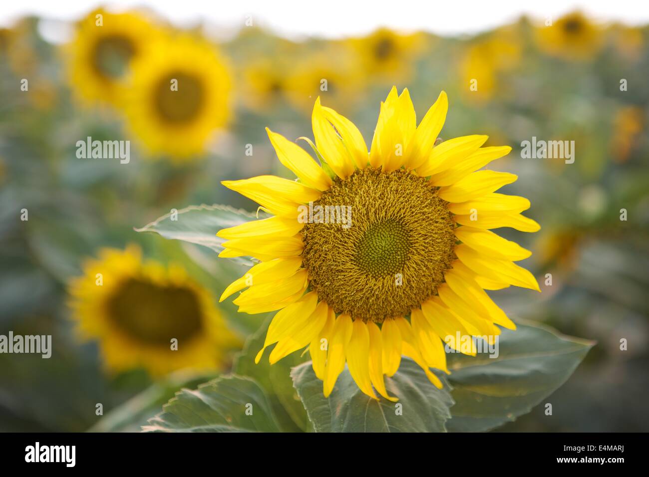 I campi di girasole in fiore nei pressi di bosco in Yolo County, California. Foto Stock