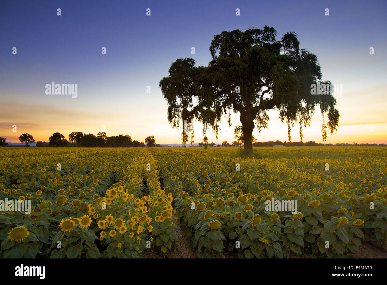 I campi di girasole in fiore nei pressi di bosco in Yolo County, California. Foto Stock