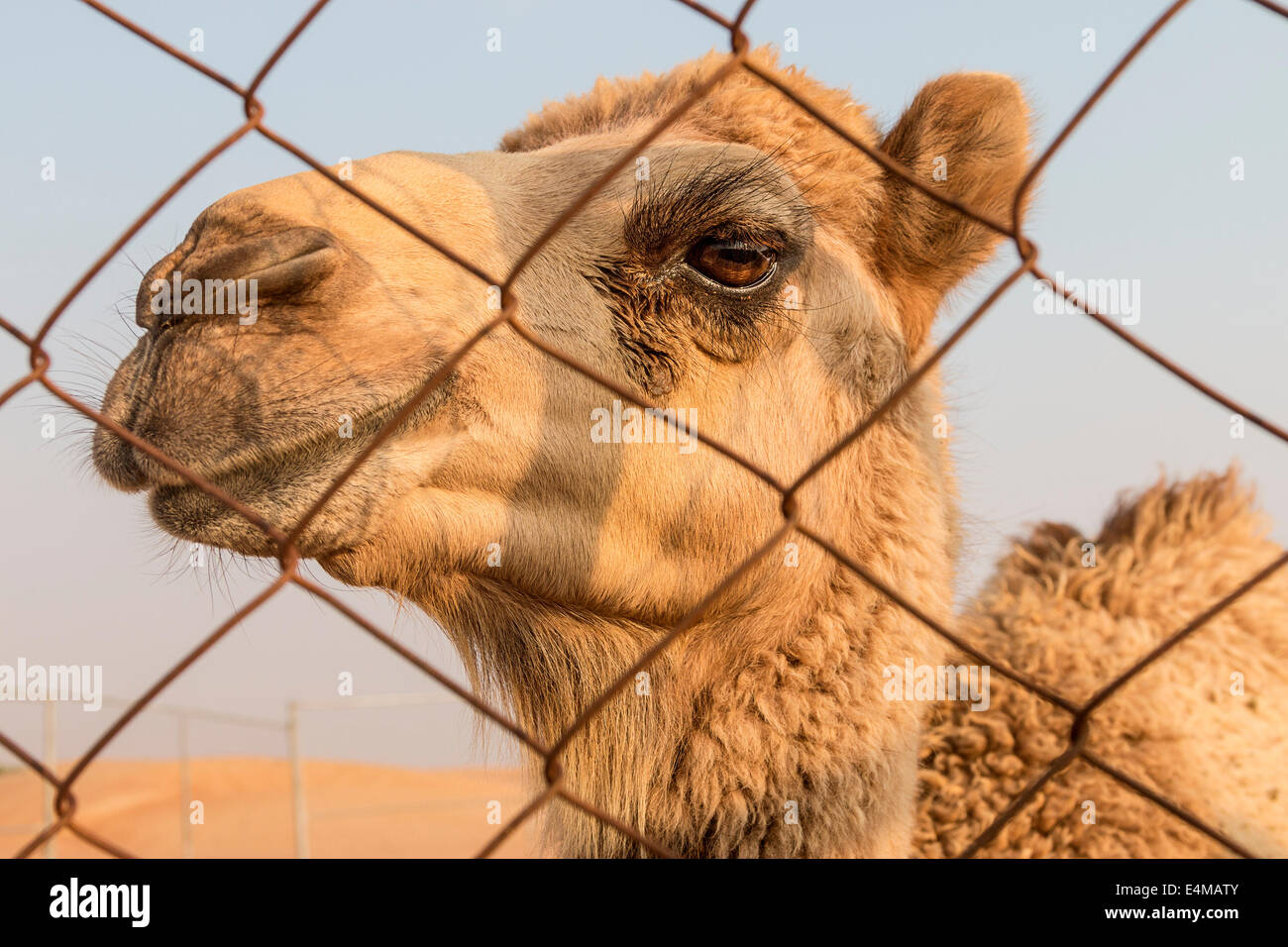 Primo piano di una giovane cammello presso un allevamento di cammelli fuori Dubai, EAU. Foto Stock