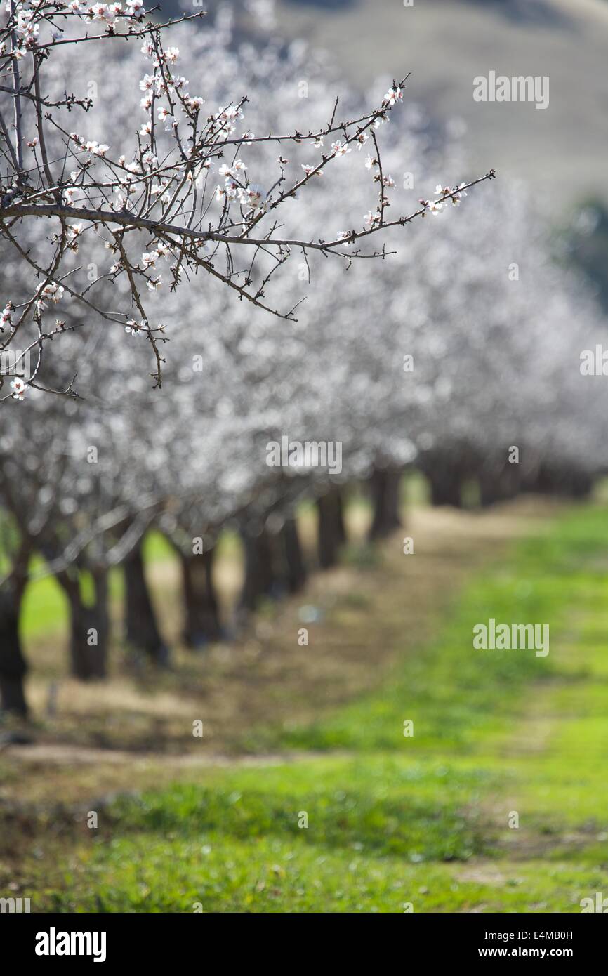 Almond frutteti in fiore il Capay Valley, California Foto Stock