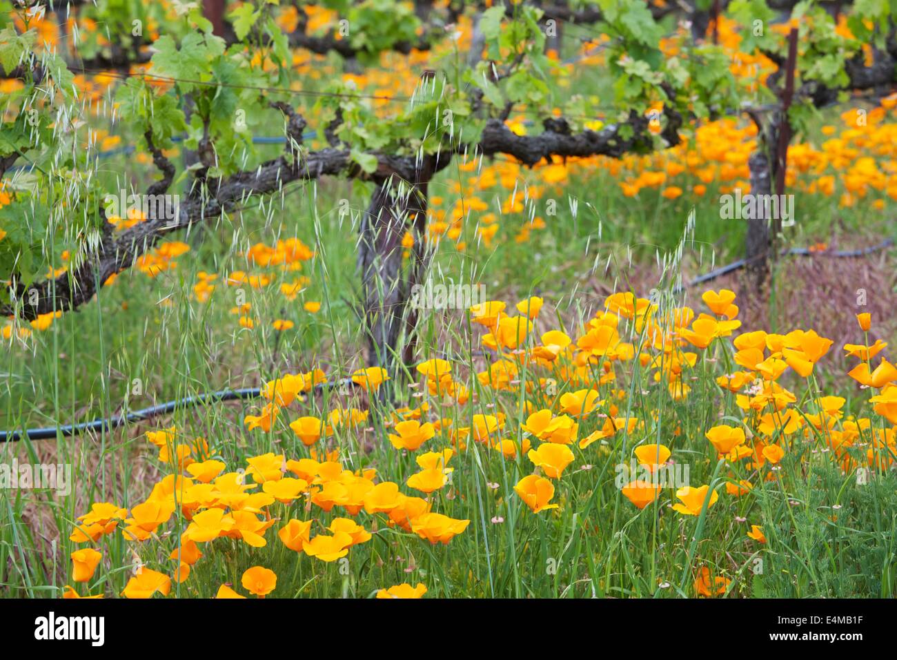 La molla nella Sonoma nella Napa Valley Wine Country nel nord della California. Foto Stock
