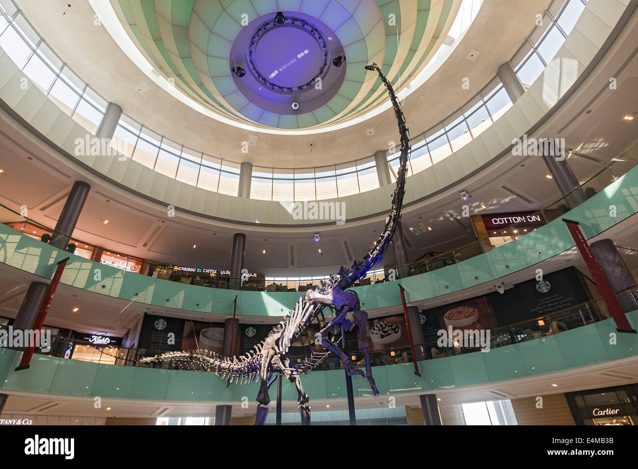 Full Size, 80 piedi lungo, 155 milioni di euro-anno-vecchio scheletro di dinosauro sul display al centro commerciale di Dubai Foto Stock