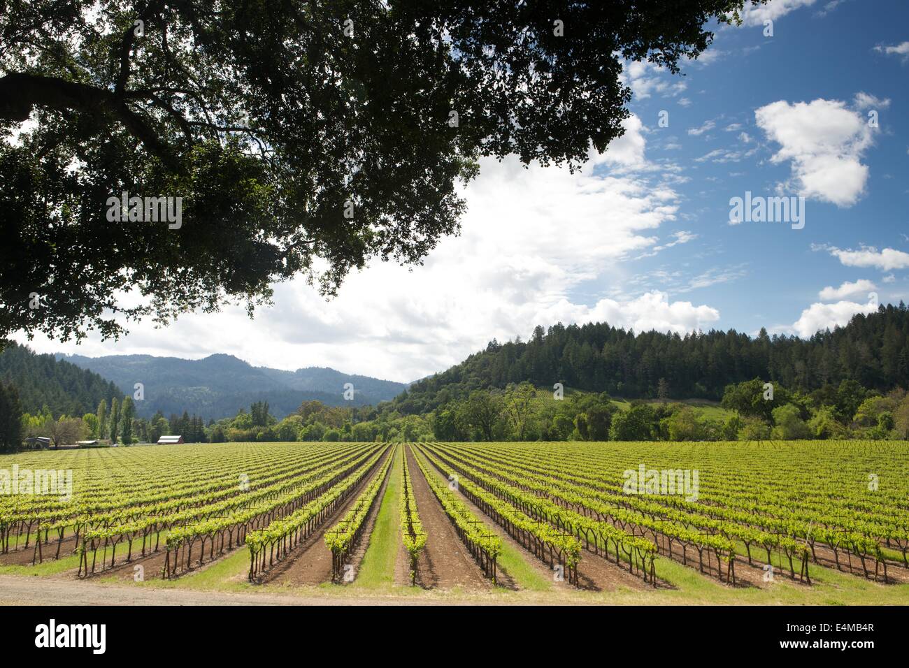 La molla nella Sonoma nella Napa Valley Wine Country nel nord della California. Foto Stock