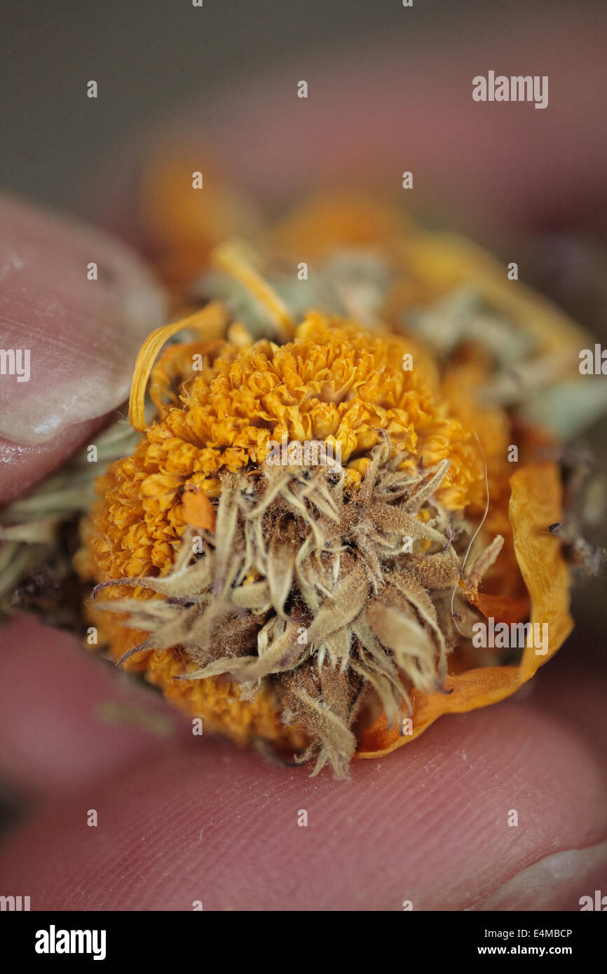 Secchi di calendula culinaria Foto Stock