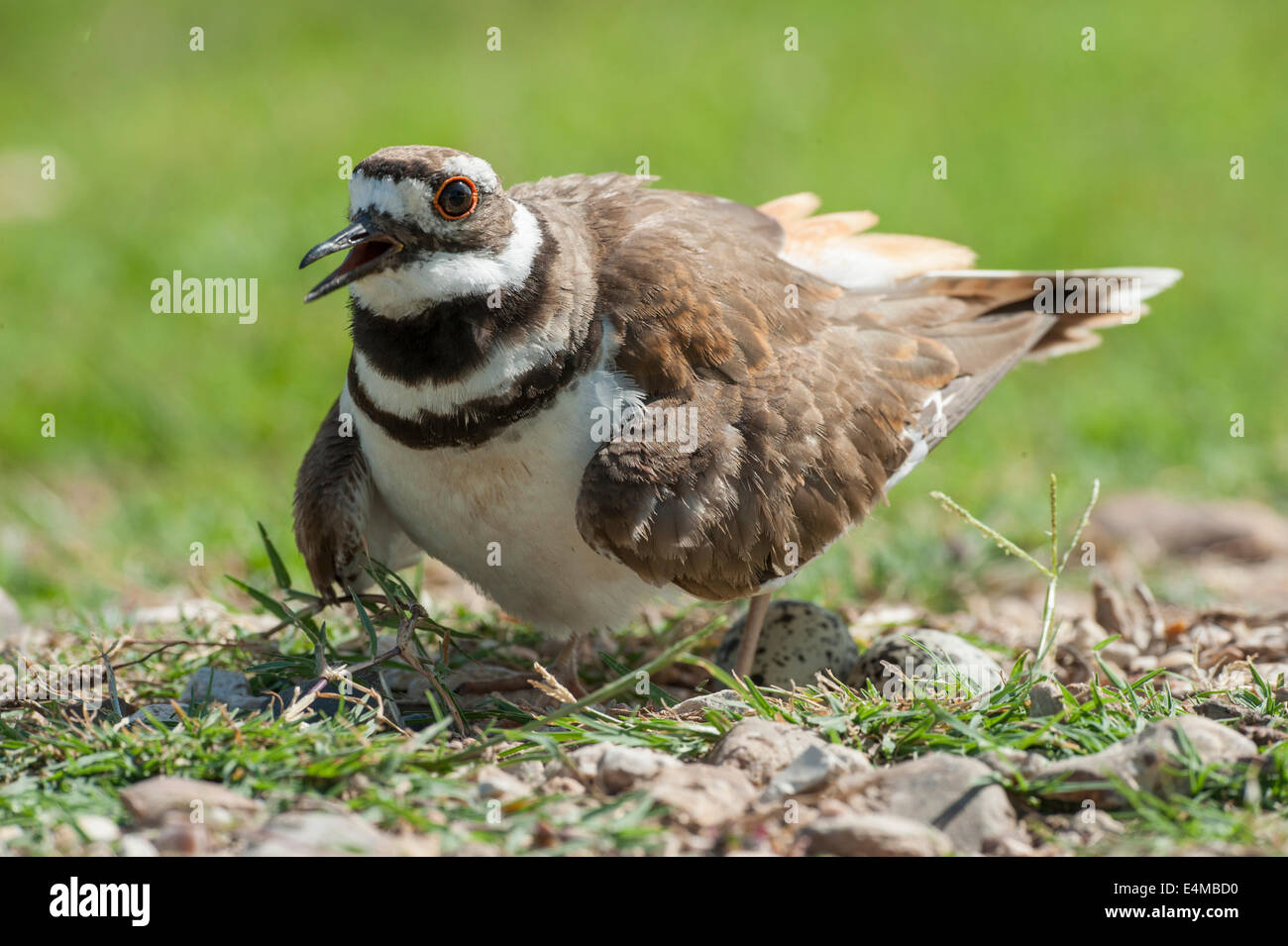 Killdeer bird seduta sul nido uova Foto Stock