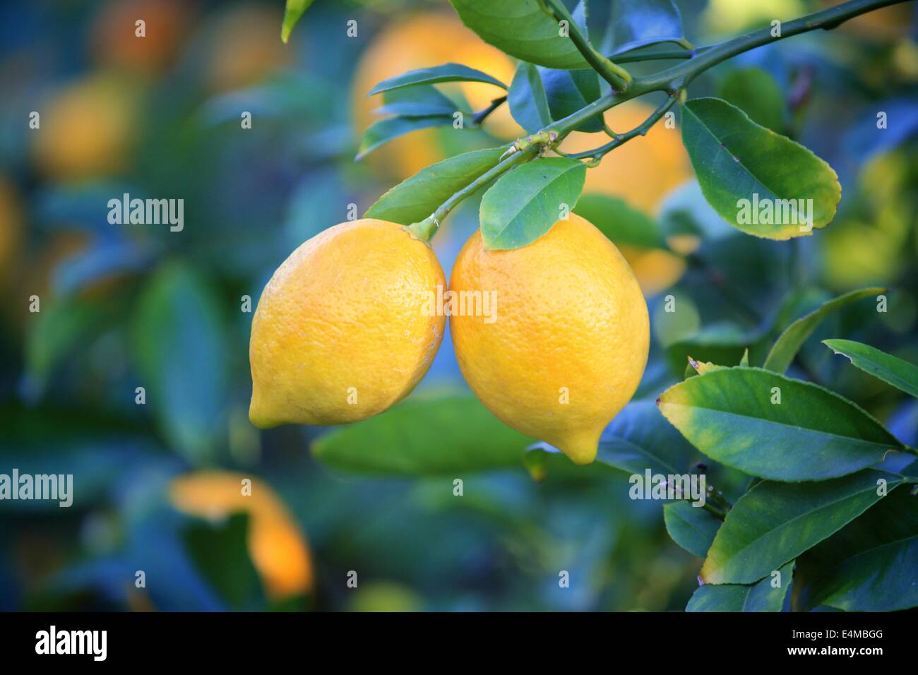 Due splendidi limoni su un albero in California Foto Stock
