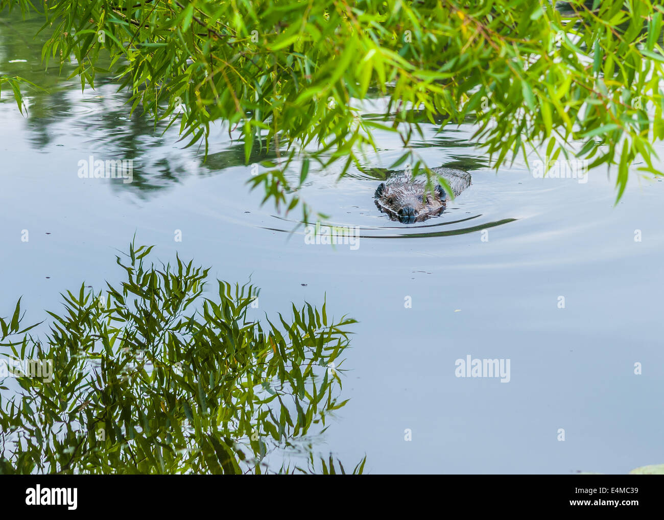 Un castoro nuotare in un stagno sotto un albero. Foto Stock