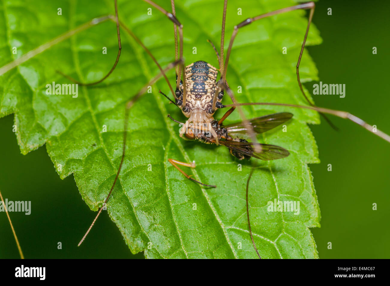 Il Ragno Harvestmen arroccato su una foglia verde con la preda. Foto Stock