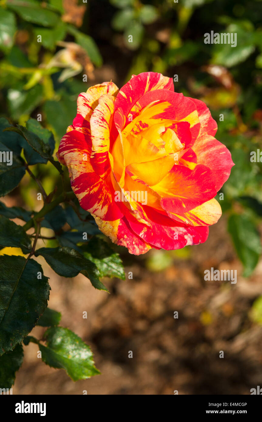 Rosa Amore in nello stato giardini di rose Werribee, Victoria, Australia Foto Stock